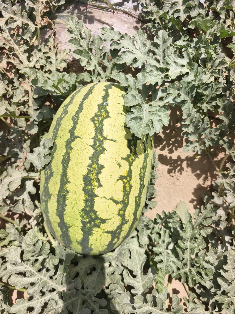 硒砂瓜宁夏西瓜大量上市