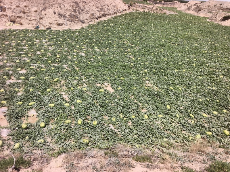硒砂瓜宁夏西瓜大量上市