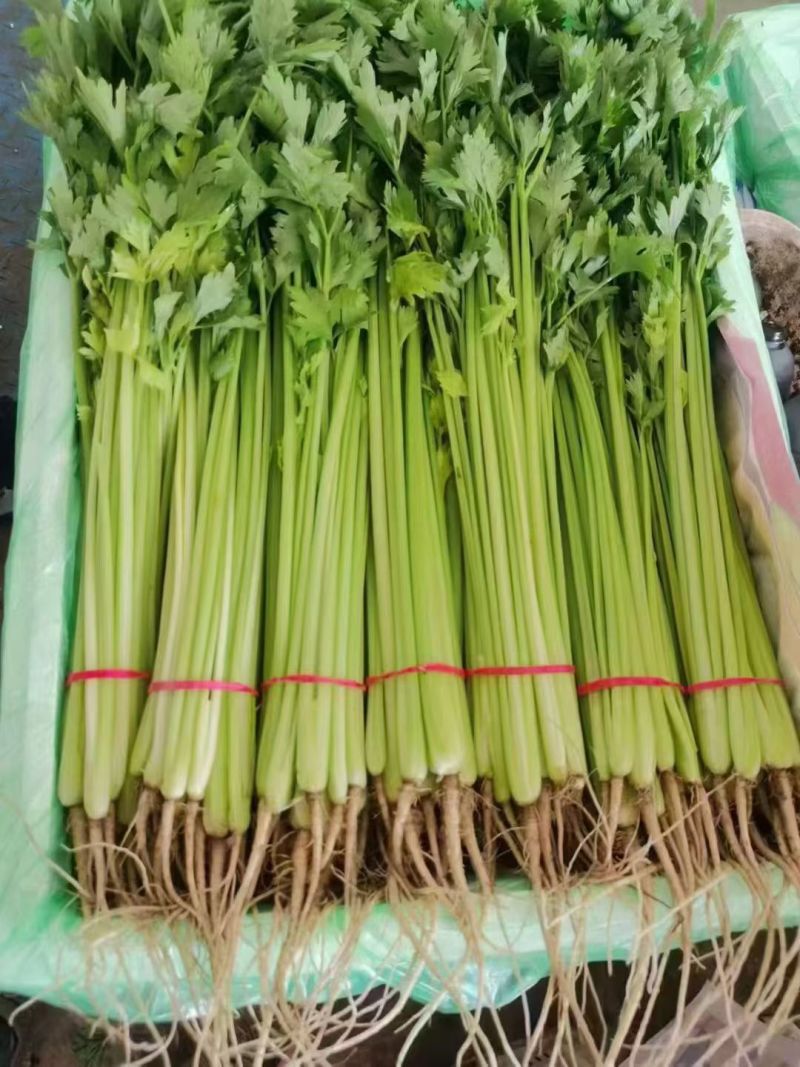 优质香芹，基地种植，货量充足，欢迎你的来电