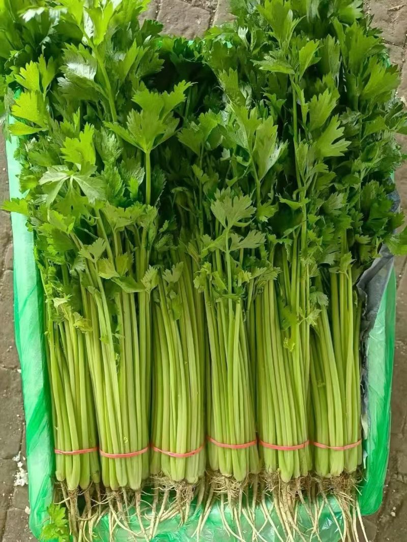 优质香芹，基地种植，货量充足，欢迎你的来电
