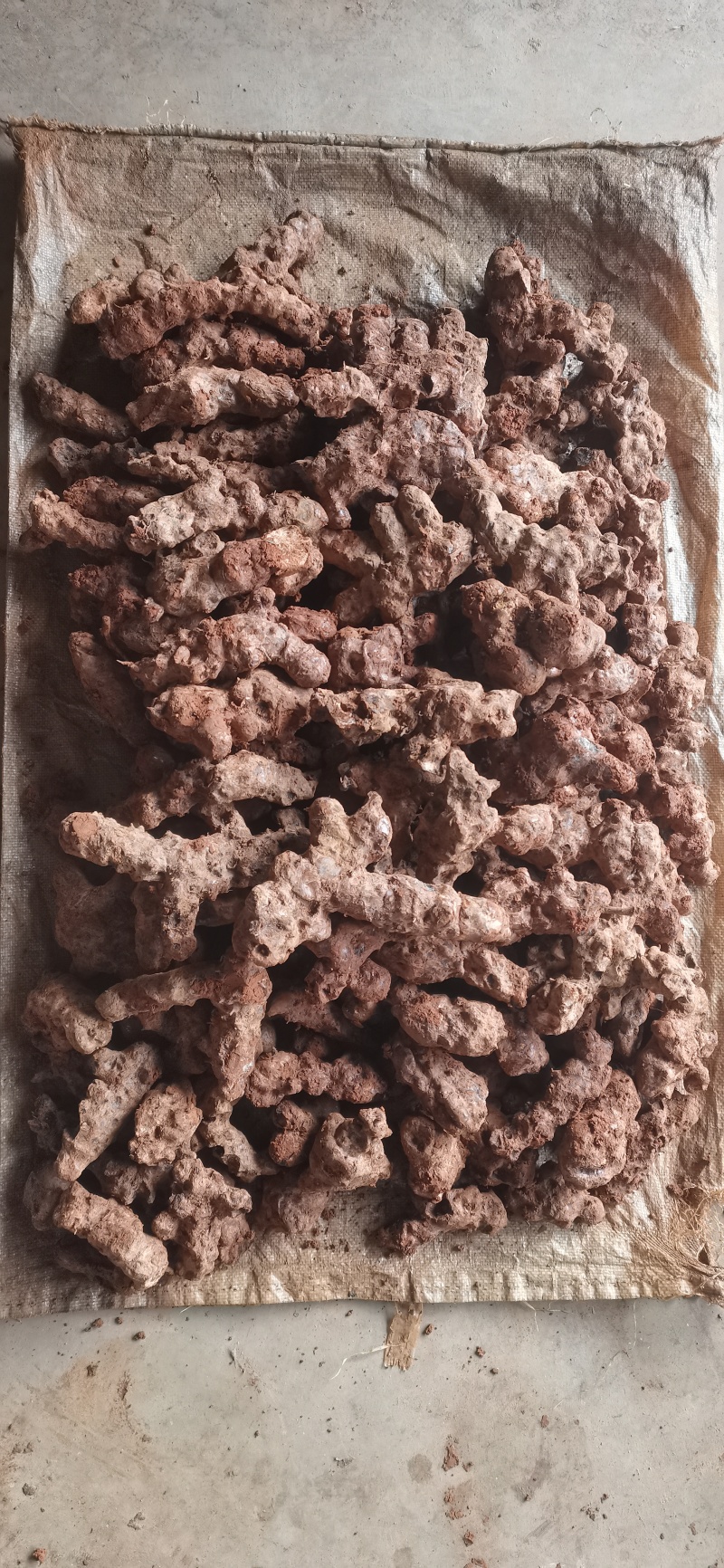 纯野生土茯苓