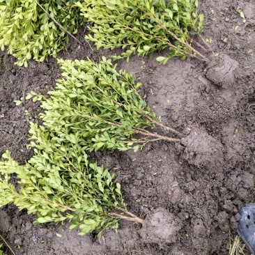 瓜子黄杨毛球