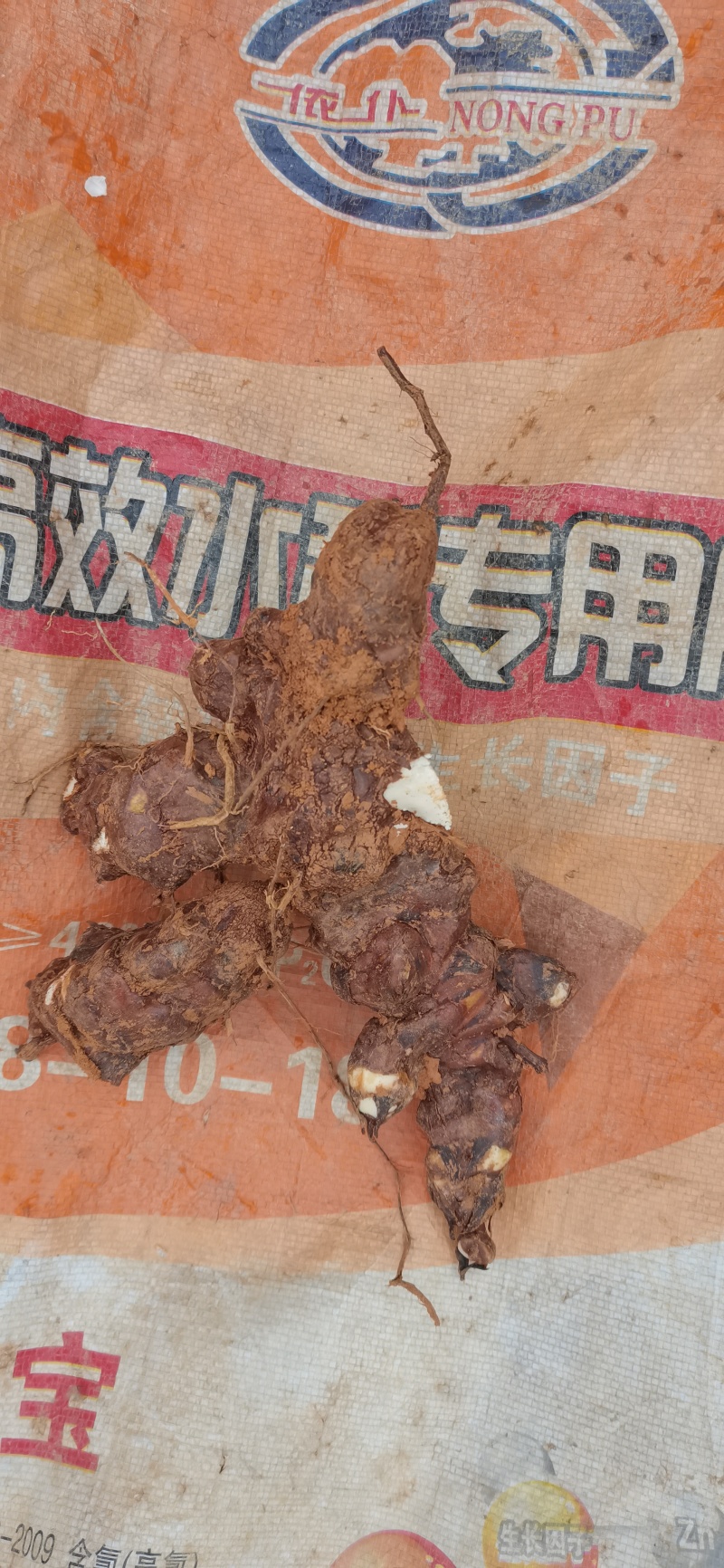 纯野生土茯苓