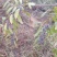 纯野生土茯苓