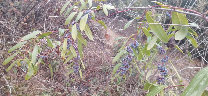 纯野生土茯苓