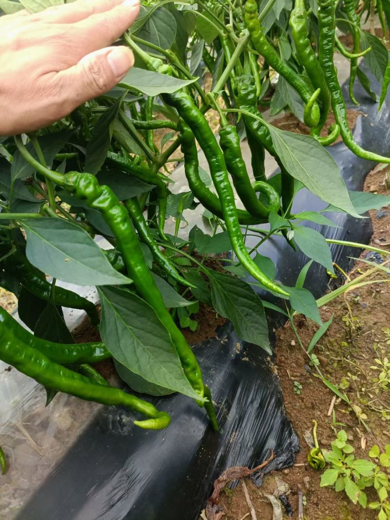 湘西高山辣椒