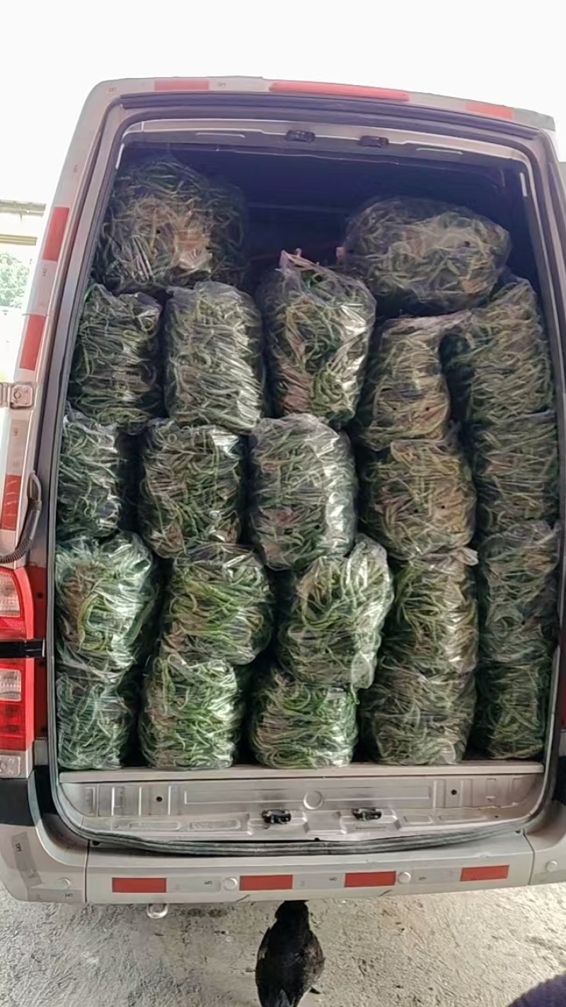 湘西高山辣椒
