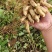 小红豆花生
