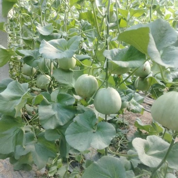 绿宝甜瓜，货量足规格全，产地直销，全国发货