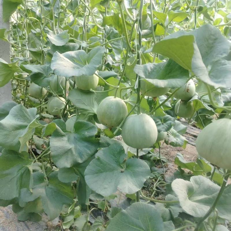 绿宝甜瓜，货量足规格全，产地直销，全国发货