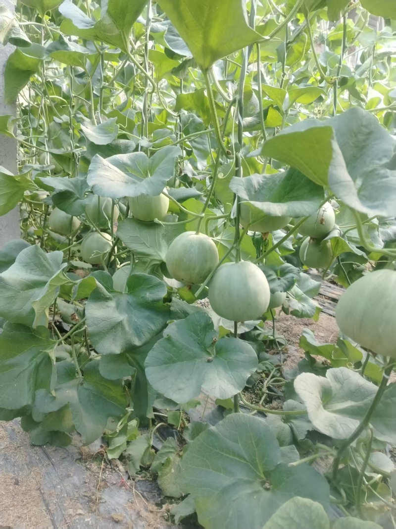 绿宝甜瓜，货量足规格全，产地直销，全国发货