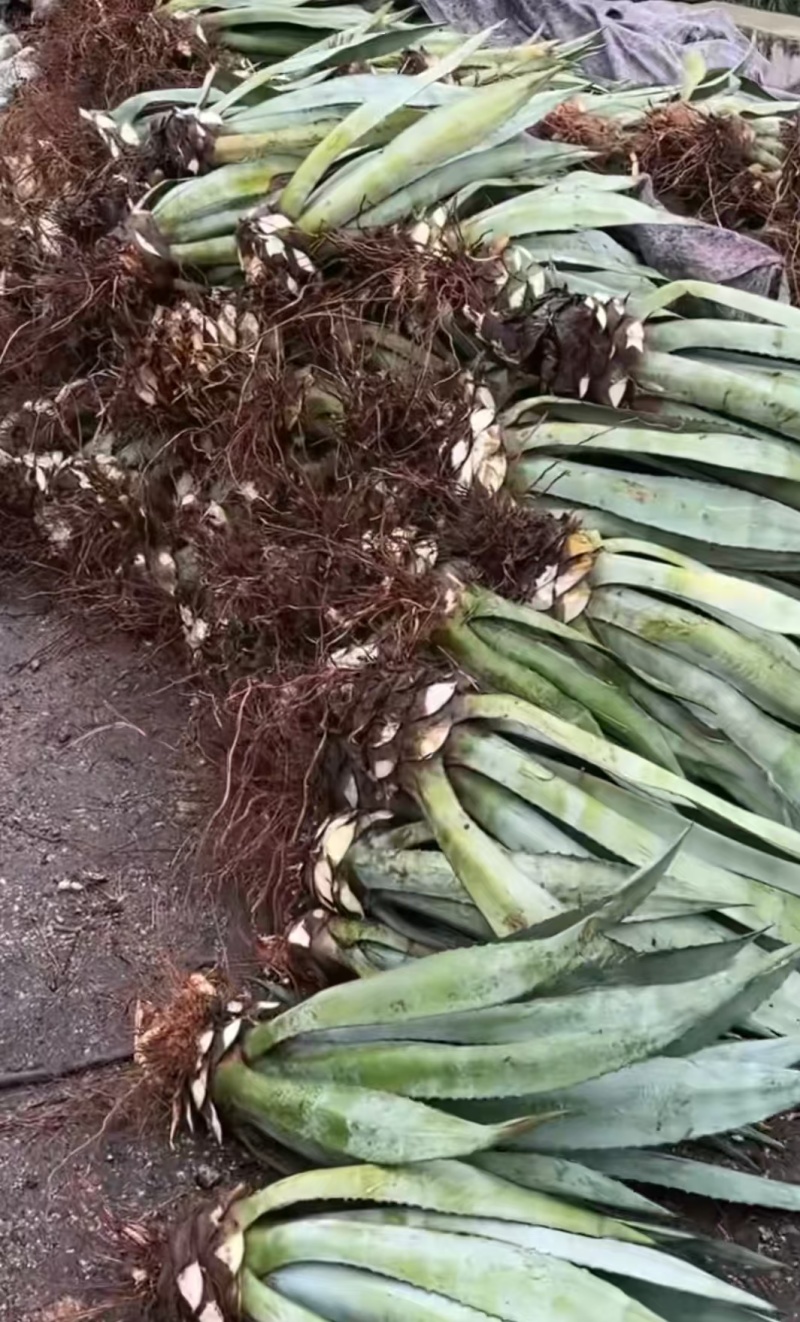 美洲龙舌兰苗
