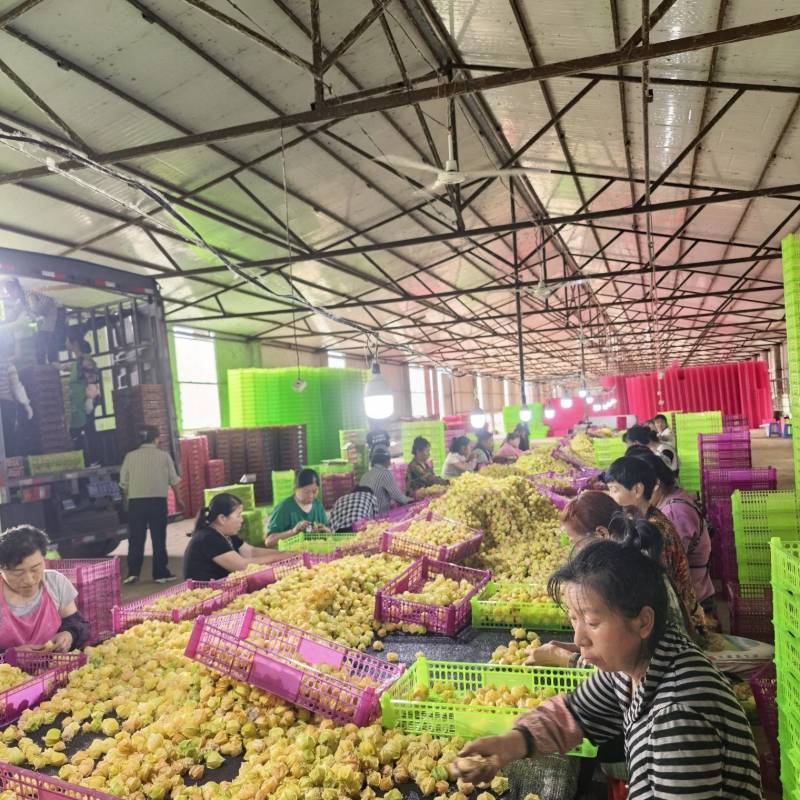 东北姑娘果，都是精品大果，支持电商全平台一件代发，批发