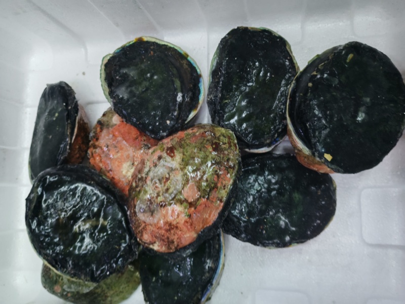 黑金鲍鱼