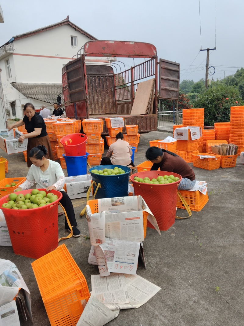 脆冠梨四川苍溪翠冠梨产地直供量大从优品质保证联