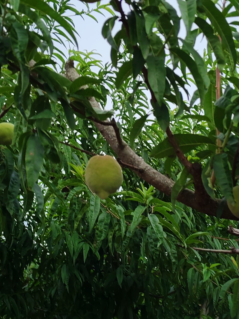 云南红河鹰嘴蜜桃