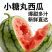 【热卖】辽宁西瓜小糖丸西瓜小吊瓜产地直发货源充足欢迎下单