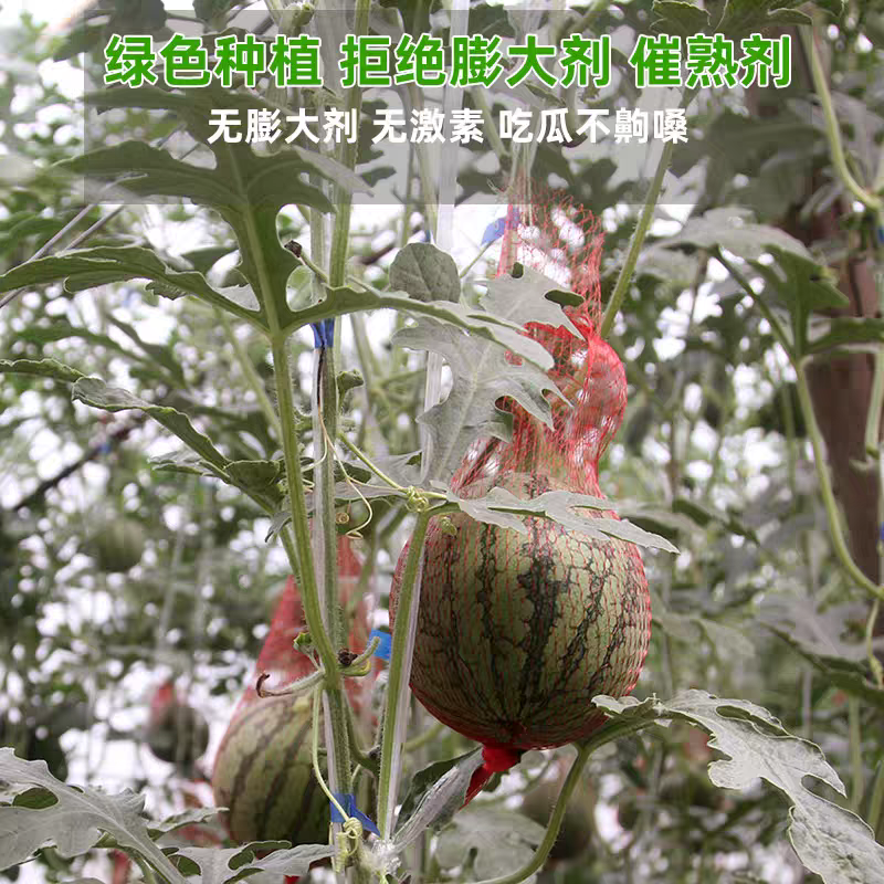 【热卖】辽宁西瓜小糖丸西瓜小吊瓜产地直发货源充足欢迎下单
