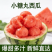 【热卖】辽宁西瓜小糖丸西瓜小吊瓜产地直发货源充足欢迎下单