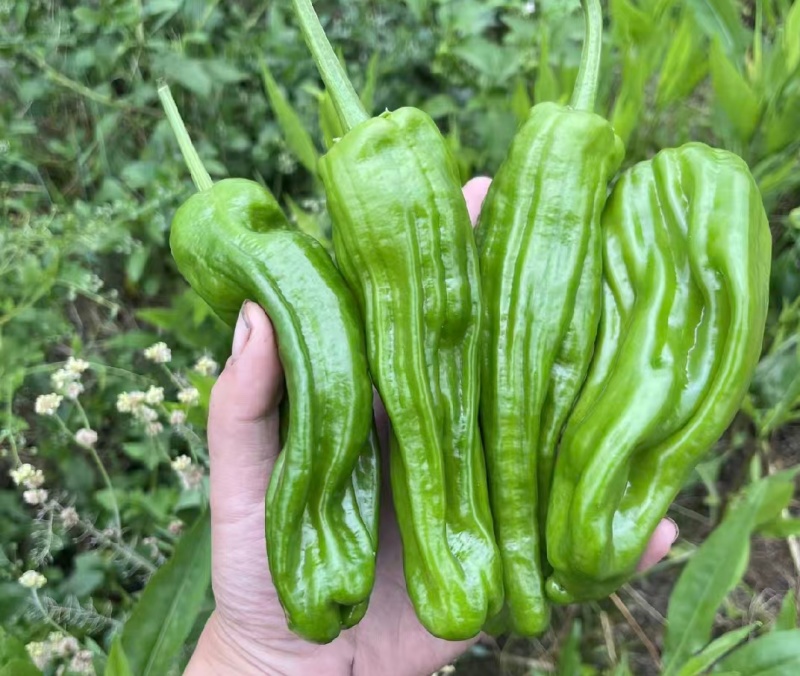 推荐鲜辣椒薄皮芜湖椒产地直供货源充足价格实惠联系