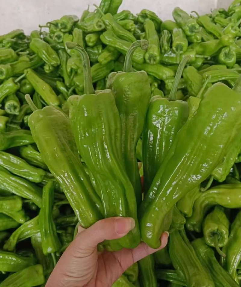 推荐鲜辣椒薄皮芜湖椒产地直供货源充足价格实惠联系