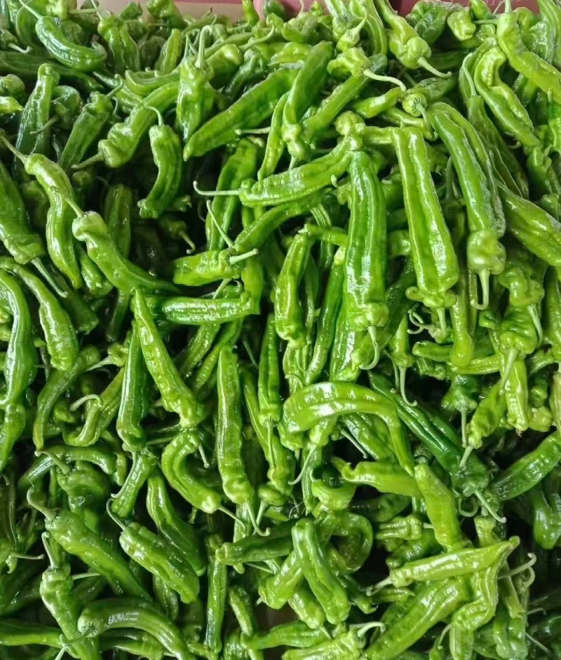 推荐鲜辣椒薄皮芜湖椒产地直供货源充足价格实惠联系