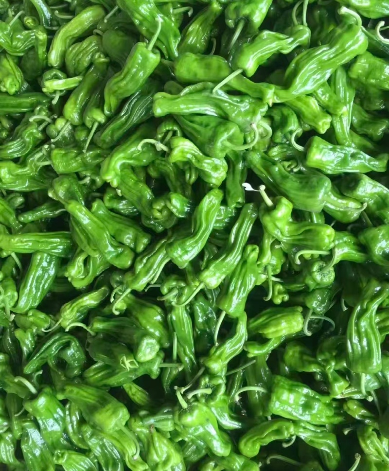 推荐鲜辣椒薄皮芜湖椒产地直供货源充足价格实惠联系