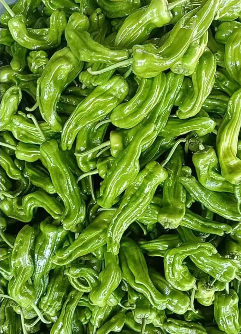 推荐鲜辣椒薄皮芜湖椒产地直供货源充足价格实惠联系
