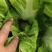 【好评超多】安徽现腌荠菜大量供应口感每位质量保证