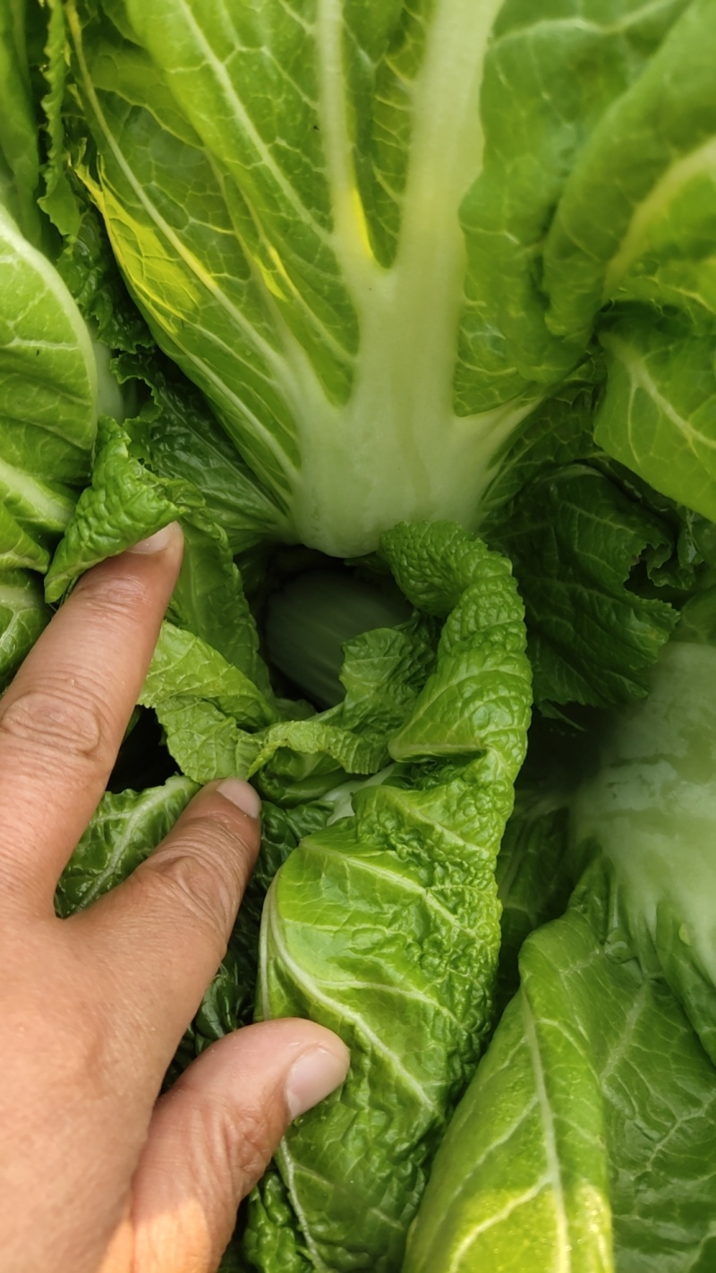 【好评超多】安徽现腌荠菜大量供应口感每位质量保证