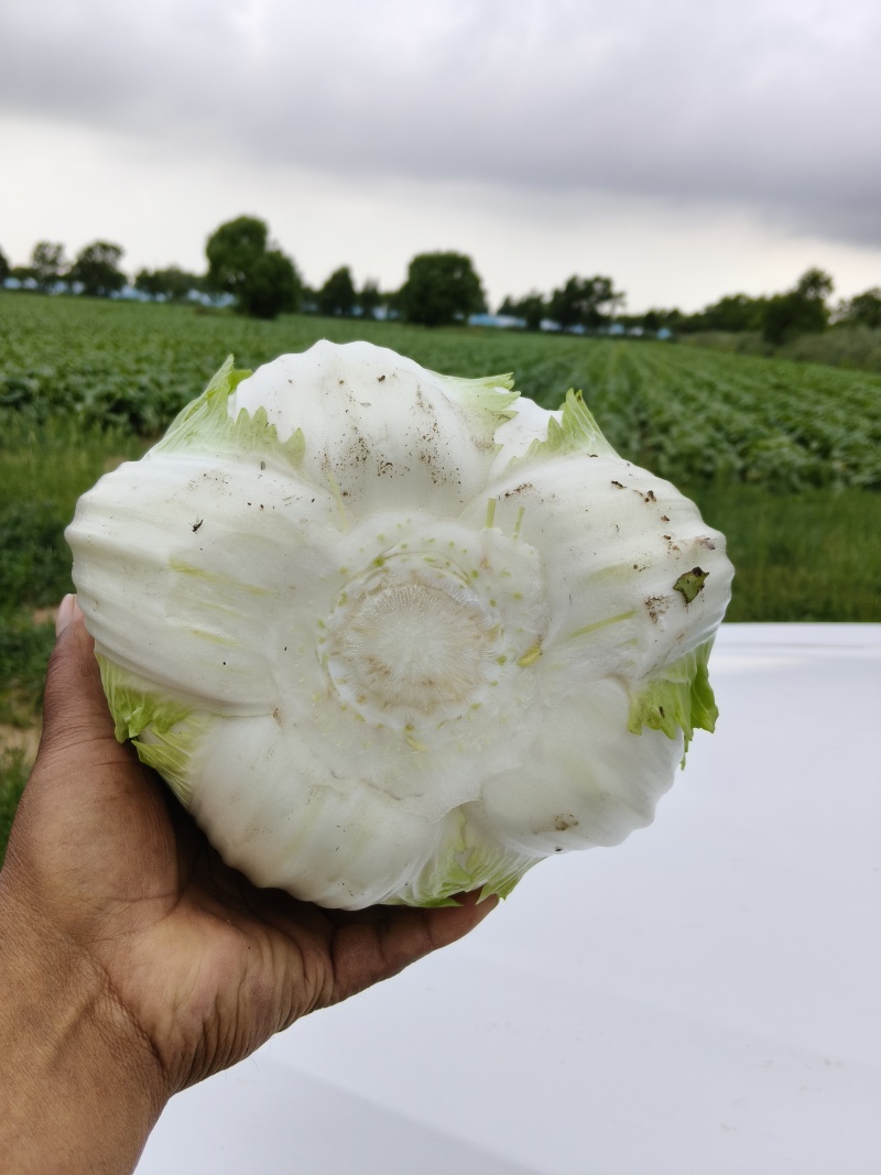 黄心大大白菜产地直发质量三包，一手货源