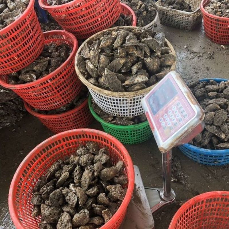 湛江生蚝精选带壳海水生蚝鲜活大牡蛎海鲜现捞肉质饱满90斤
