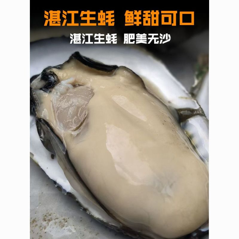 湛江生蚝精选带壳海水生蚝鲜活大牡蛎海鲜现捞肉质饱满90斤