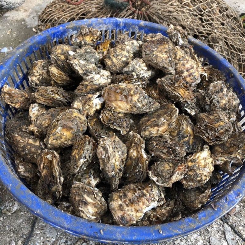 湛江生蚝精选带壳海水生蚝鲜活大牡蛎海鲜现捞肉质饱满90斤