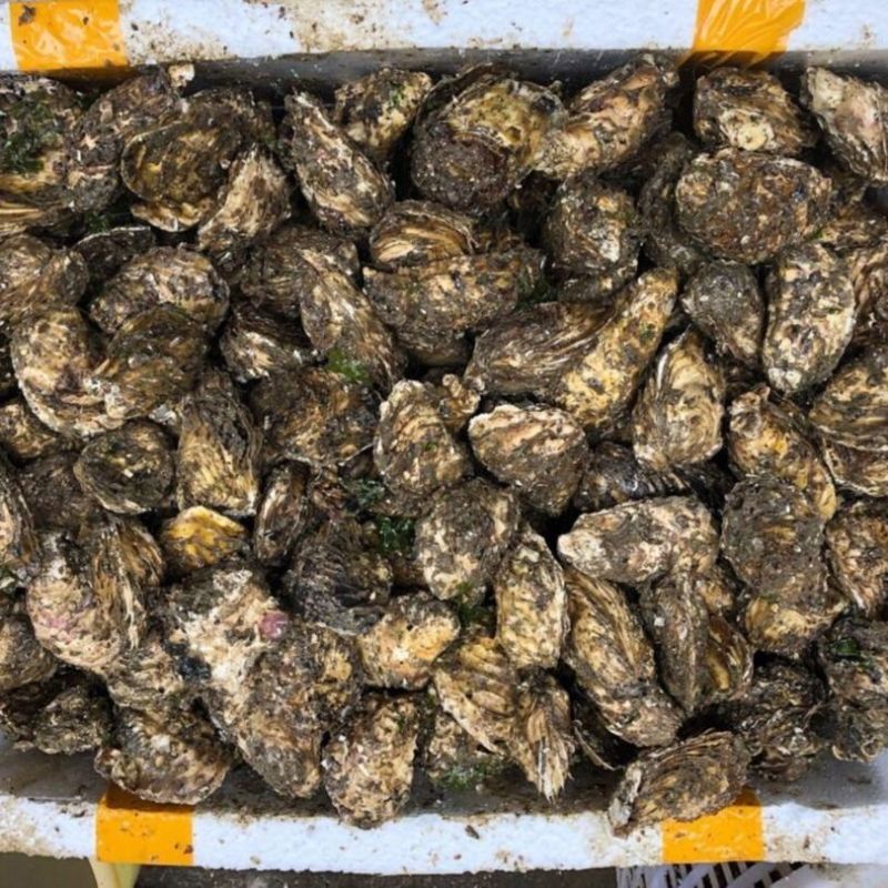 湛江生蚝精选带壳海水生蚝鲜活大牡蛎海鲜现捞肉质饱满90斤