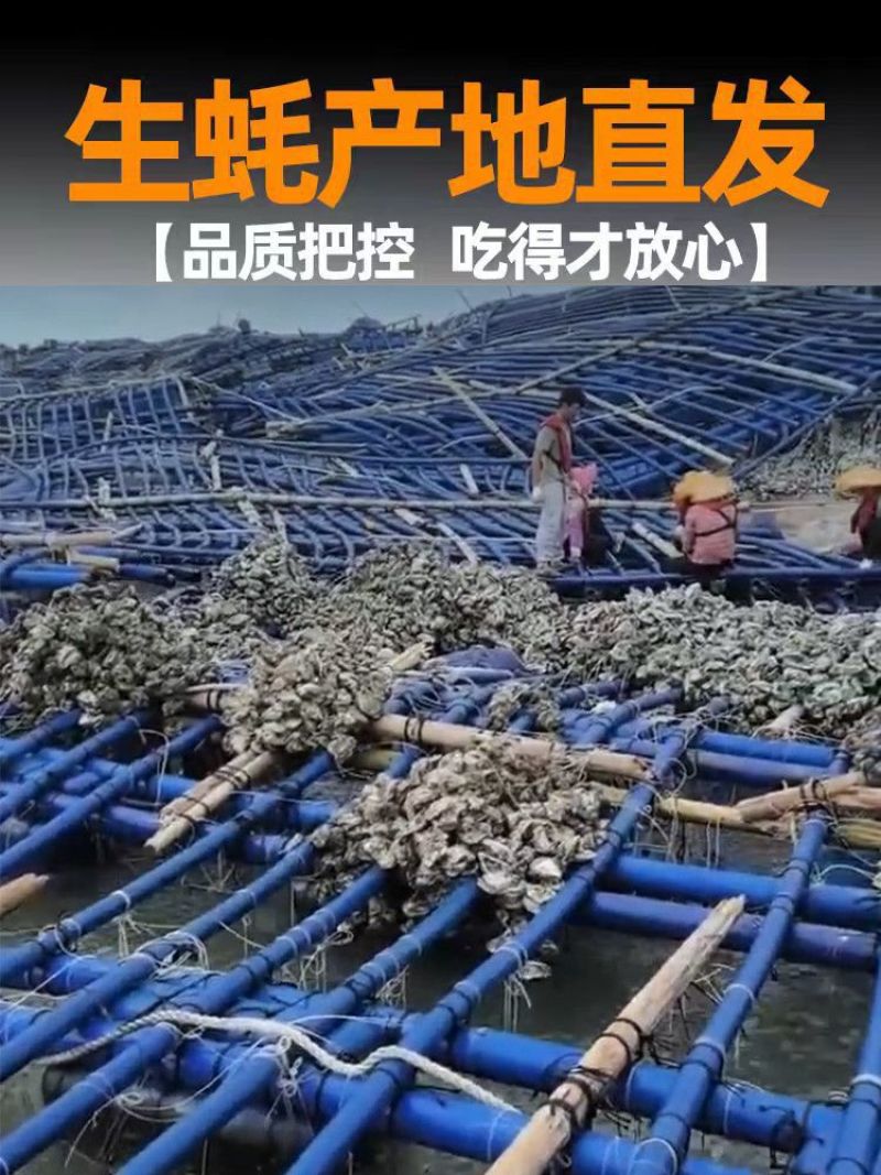 湛江生蚝精选带壳海水生蚝鲜活大牡蛎海鲜现捞肉质饱满90斤