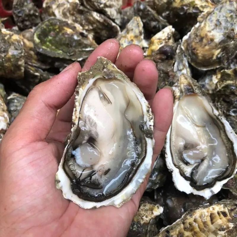 湛江生蚝精选带壳海水生蚝鲜活大牡蛎海鲜现捞肉质饱满90斤