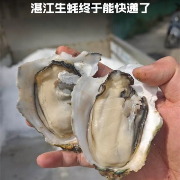 湛江生蚝精选带壳海水生蚝鲜活大牡蛎海鲜现捞肉质饱满90斤