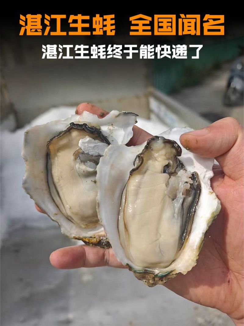 湛江生蚝精选带壳海水生蚝鲜活大牡蛎海鲜现捞肉质饱满90斤