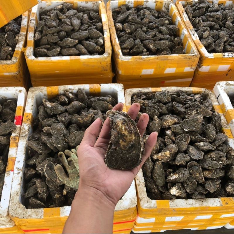 湛江生蚝精选带壳海水生蚝鲜活大牡蛎海鲜现捞肉质饱满90斤