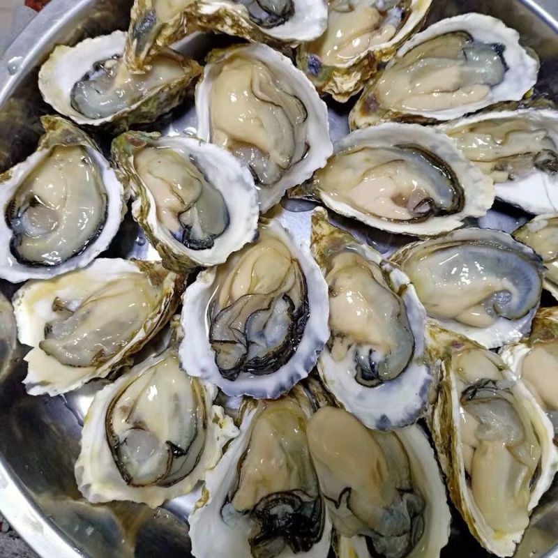 湛江生蚝精选带壳海水生蚝鲜活大牡蛎海鲜现捞肉质饱满90斤