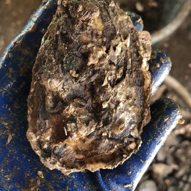 湛江生蚝精选带壳海水生蚝鲜活大牡蛎海鲜现捞肉质饱满90斤
