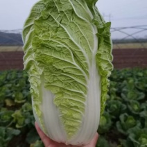 黄心白菜山东枣庄大白菜现摘现发价格实惠欢迎老板联系