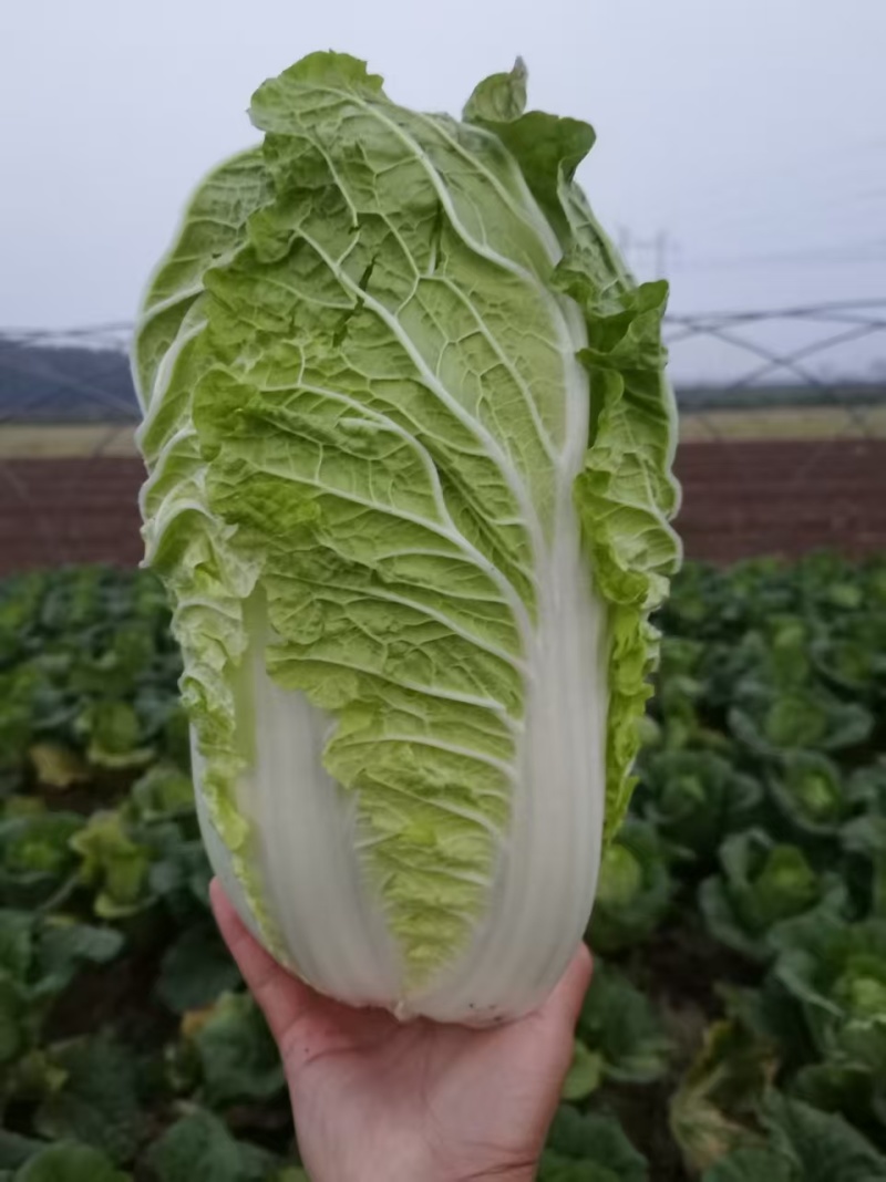 黄心白菜黄心白菜山东枣庄大白菜现摘现发价格实惠欢迎老板联