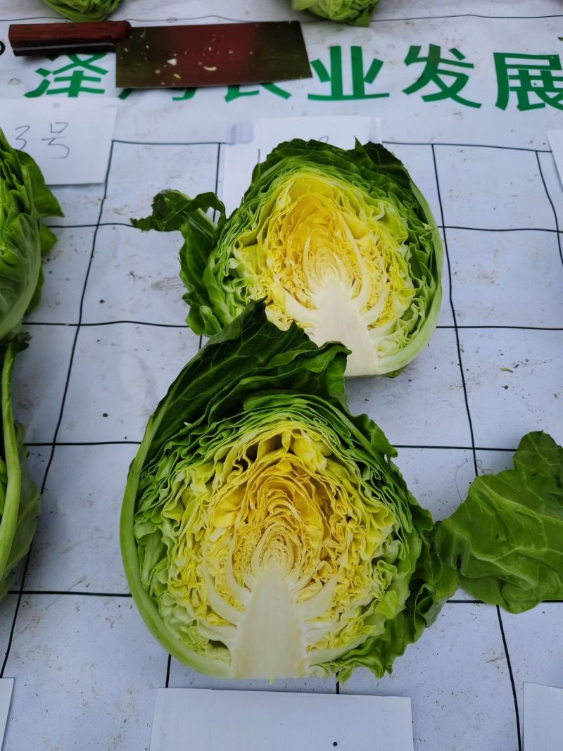 泽鸿韩绿水果甘蓝种子早熟黄芯松软甘甜圆球包菜种籽耐裂大田