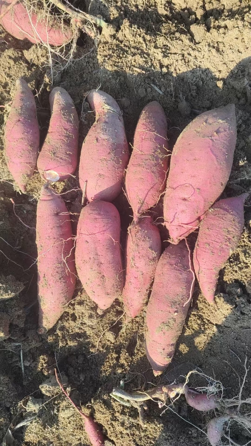 蜜薯哈密红薯山东红薯地瓜价格实惠基地直发欢迎老板联系