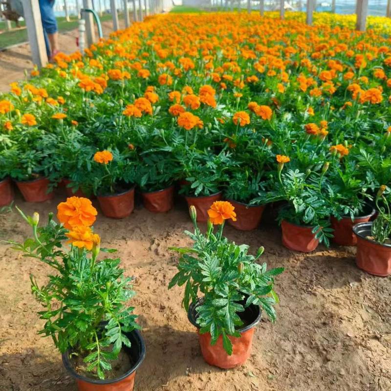 绿化苗木孔雀草#基地批发#适合庭院花园小区绿化带两侧