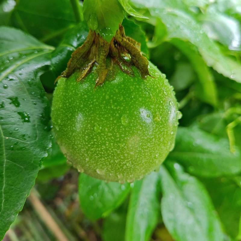 商超市场社区-专注品质供应-钦蜜九号黄金百香果