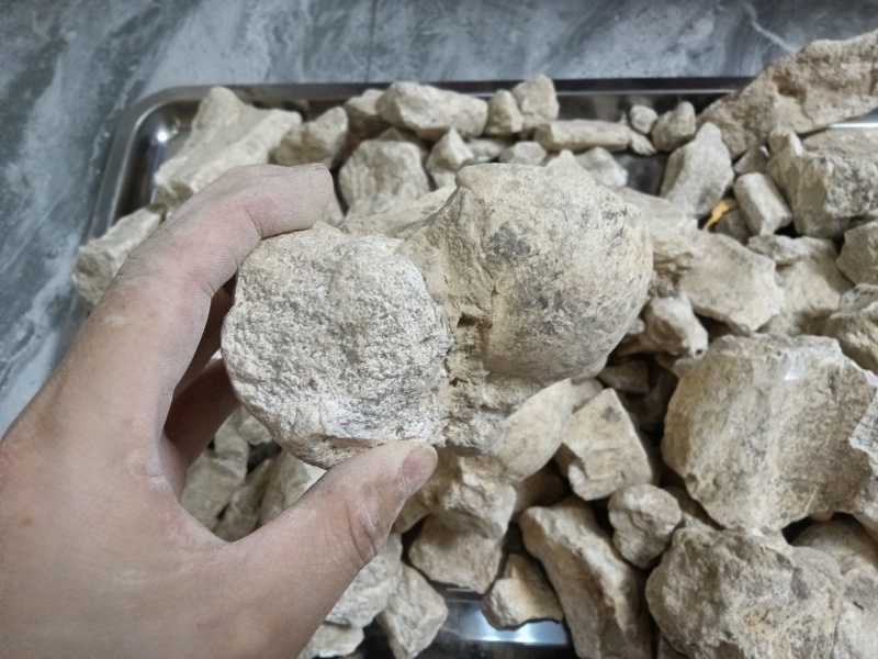 道地药材龙骨！内蒙货