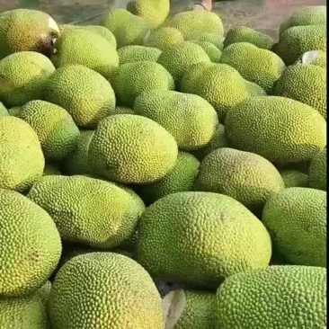 海南黄心菠萝蜜
